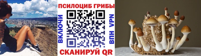 Псилоцибиновые грибы Psilocybe  MEGA вход  Волгодонск 